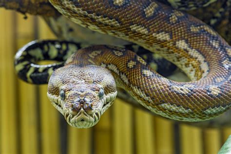 7 Things You Didn't Know About Australian Snakes and How to Handle Them