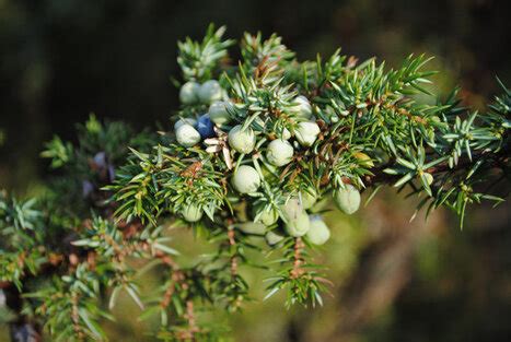 Identifying Your Evergreen Shrub by the Leaves