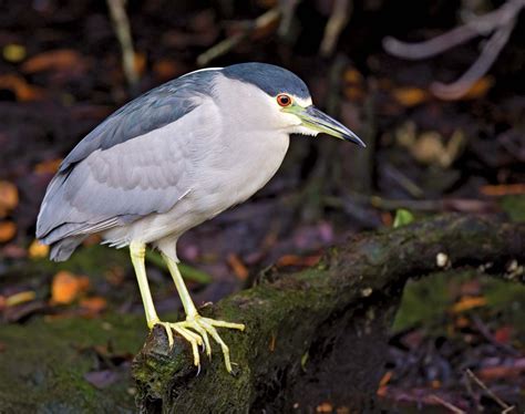 Black-crowned night heron | bird | Britannica