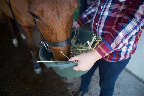 The Ultimate Guide to Horse Feed: Nutrients, Types, and Tips