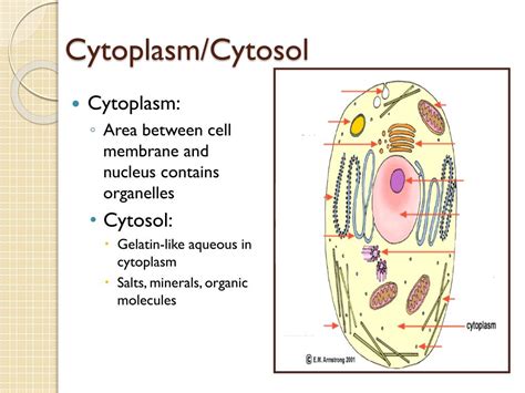 PPT - Cell Structure and Function PowerPoint Presentation, free download - ID:6121317