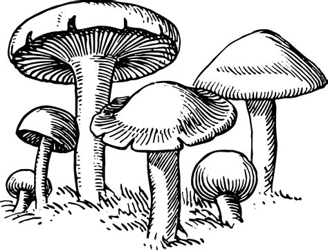 Buffer mushroom clipart - Clipground