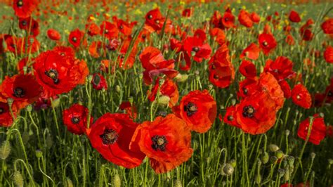 Field of Poppies Wallpaper (50+ images)