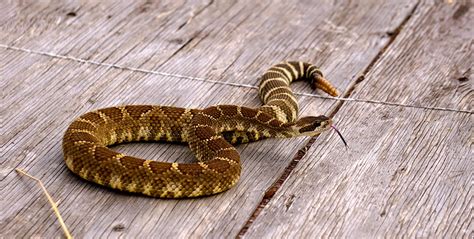 Rattlesnakes In Washington Map