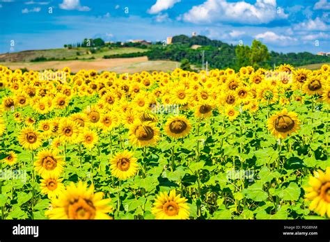 Sunflower fields in Tuscany, Italy Stock Photo - Alamy