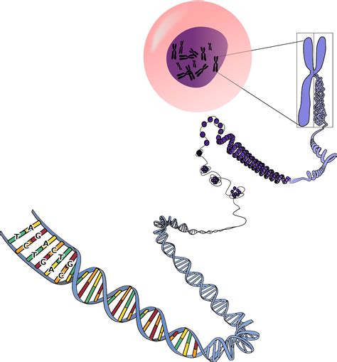 Genetics Chromosomes Rna · Free vector graphic on Pixabay