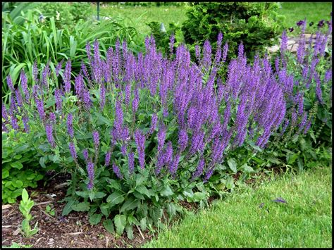 Landscaping With May Night Salvia | Blog | Arbor Valley Nursery