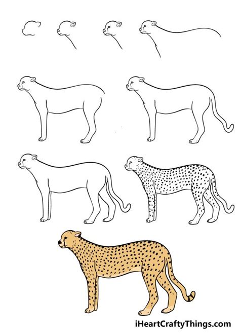 Cheetah Drawing - How To Draw A Cheetah Step By Step