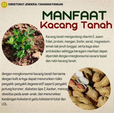 Manfaat Kacang Tanah | AtmaGo