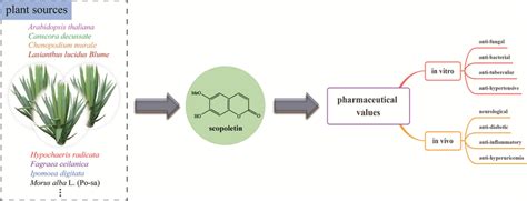 The plant sources and pharmaceutical values of scopoletin | Download ...