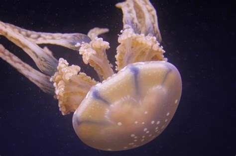 Transparent & Deadly: 7 Facts About The Australian Box Jellyfish