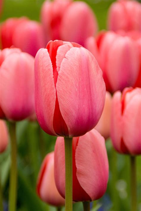 Tulip Pink Impression – De Vroomen Garden Products | Landscape