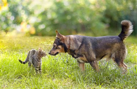 Introducing A Cat To A Dog | Choosing The Right Cat For You | Cats | Guide