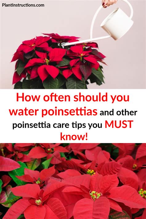 How Often Do You Water Poinsettias? And Other Poinsettia Plant Care ...