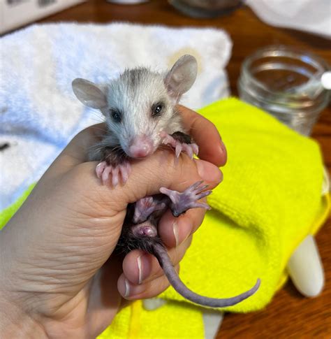 Baby possum diet and care : r/WildlifeRehab