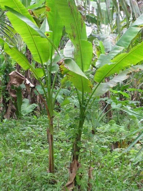 OUR PHILIPPINE TREES: Distinguishing the Abaca from Banana