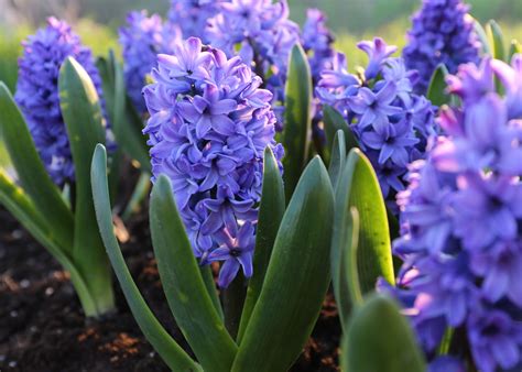 Make Room in Your Garden for Hyacinths