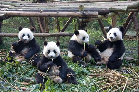 Panda: l'orso gigante della Cina diventato simbolo del WWF