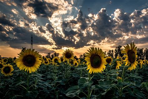 Sunflowers in a Field🌻 高清壁纸 | 桌面背景 | 2560x1707