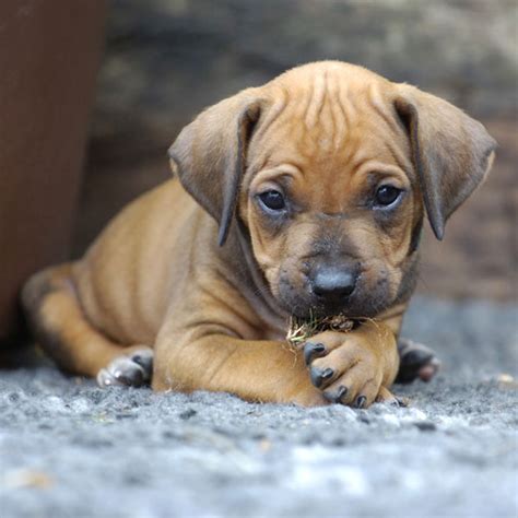 Rhodesian Ridgeback Puppy Pictures? Yes, Please – Dogster