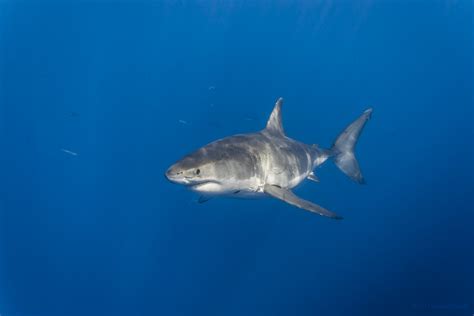 Female great white shark | A female great white shark (Carch… | Flickr