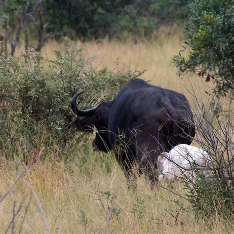 Rare White Buffalo Calf Leaves Tourists Stunned