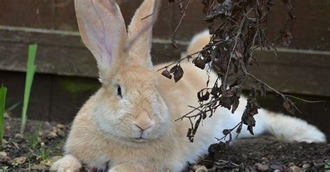 Continental Giant Rabbit Breed Information and Pictures - PetGuide.com | PetGuide