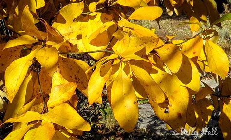 Sassafras in autumn - Betty Hall Photography