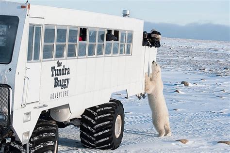 2024 Tundra Buggy Autumn Day Tours