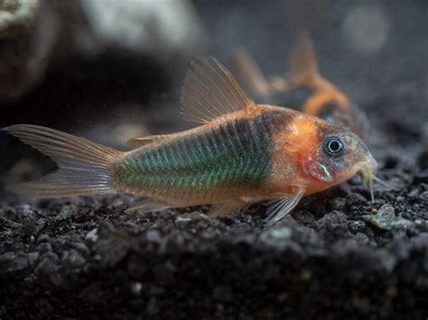 Horseman's Cory Catfish (Corydoras eques), Tank-Bred! - Aquatic Arts on ...