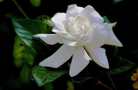 Gardenia Cape Jasmine Gardenia Jasminoides 20 Seeds - Etsy