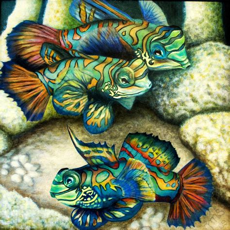 Mandarin fish Painting by Jutta Shetina