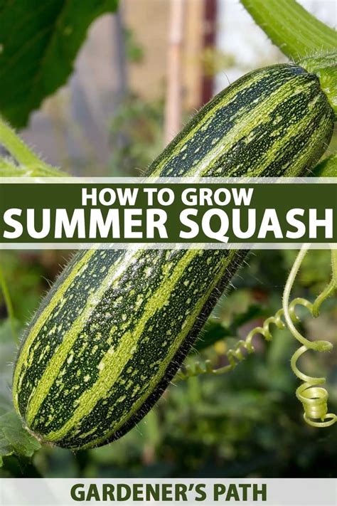 Learn How to Plant and Grow Scrumptious Summer Squash | Container gardening vegetables, When to ...