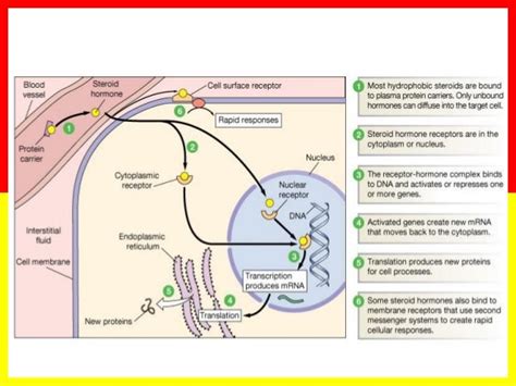 Inhaled corticosteroids in acute asthma