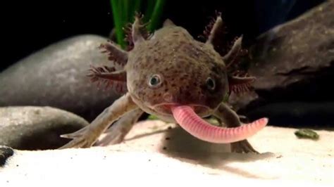 Axolotl Eating EARTHWORM! - YouTube