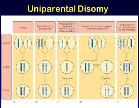 Inbreeding - Definition and Examples - Biology Online Dictionary