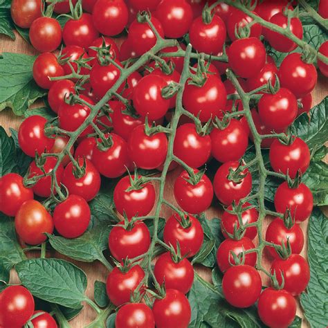 Tomato Seeds, Super Sweet 100 F1 VF – McKenzie Seeds