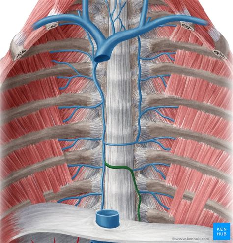 Intercostal veins: Anatomy, drainage, clinical aspects | Kenhub