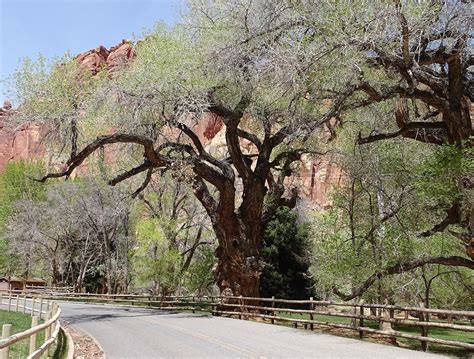 The History of Fruita - Capitol Reef National Park (U.S. National Park Service)