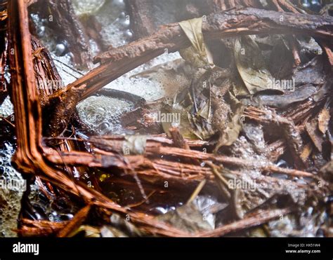 Ayahuasca healing center in Peru Stock Photo - Alamy