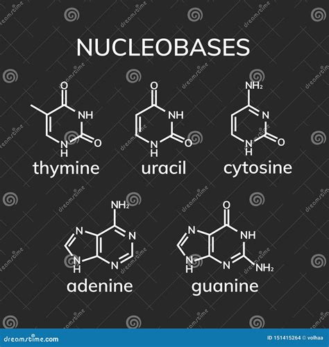 Purine and Pyrimidine Nucleobases Stock Vector - Illustration of ...