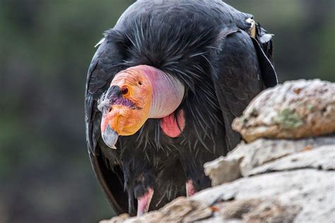 California Condor | California condor, Scary bird, Raptor bird of prey