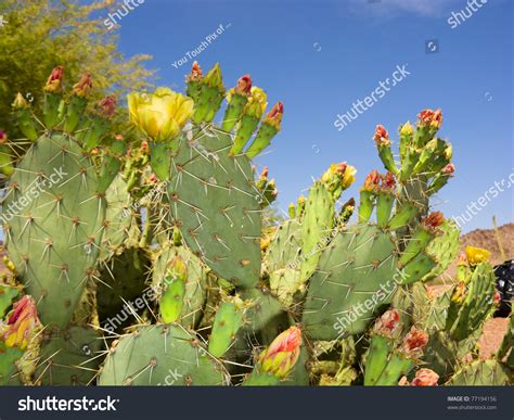 Blooming Prickly Pear Or Paddle Cactus With Yellow Flowers In Spring Desert, Arizona Stock Photo ...