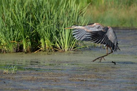 Heron - Cool Wildlife