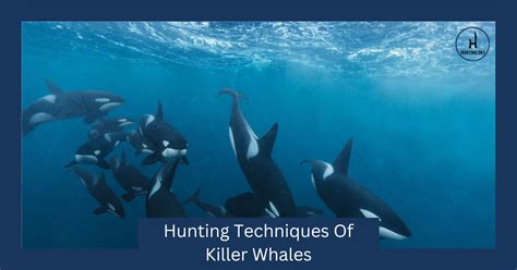 Hunting Techniques Of Killer Whales Ultimate Guide 2023