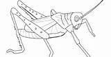 Coloriage Coloriages Locust Designlooter Coloringhome Sketch Coloring Page sketch template
