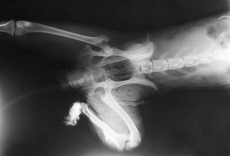 Are Xrays Safe For Dogs