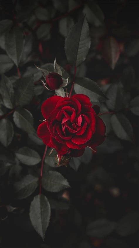 Dark Flower Aesthetic Wallpapers - Top Free Dark Flower Aesthetic ...