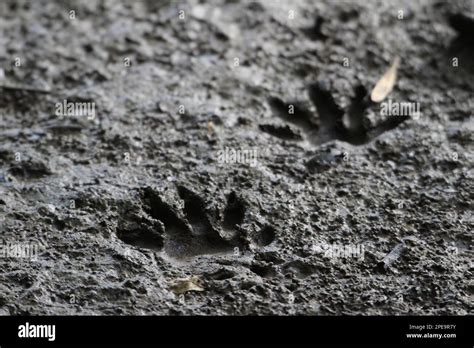 Two raccoon tracks in mud Stock Photo - Alamy