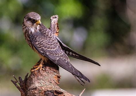 Amur Falcon (Falco amurensis)